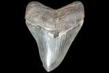 Serrated, Fossil Megalodon Tooth - Georgia #87092-1